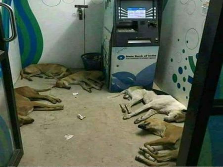 कैशलेस हुआ एटीएम तो हो गई कुत्तों की मौज, AC में सो रहे हैं दिन-रात