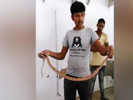 नोएडा में भीषण गर्मी से बेहाल सांप ने की फ्लैट में घुसने की कोशिश, सपेरों ने पकड़ा