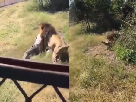 VIDEO: पिंजरे में घुसते ही शेर ने इस शख्स पर कर दिया हमला, बुरी तरह से नोच डाला