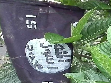 असम के गोलापारा में ब्रह्मपुत्र नदी के पास ISIS के झंडे मिलने से दहशत