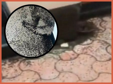 VIDEO: इस जीव से परेशान हैं भुवनेश्वर के लोग, देखकर आ जाएगी घिन