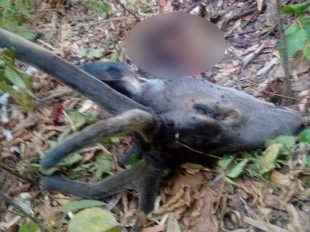 बिजनौर: दुर्लभ प्रजाति के काले हिरन के टुकड़े कर जंगल में फेंका