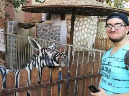 चिड़ियाघर ने पेंट कर गधे को बना डाला जेब्रा, तस्वीर देखकर सोशल मीडिया पर उड़ा जमकर मजाक