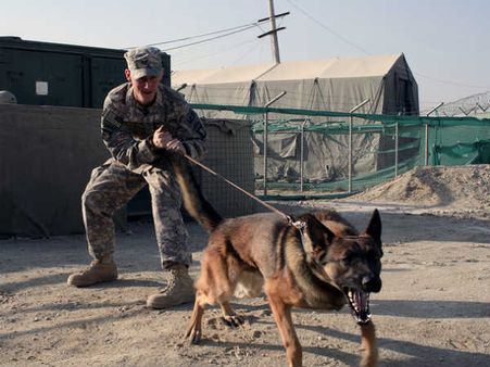 सीआईएसएफ की मदद करेंगे ओसामा बिन लादेन का पता लगाने वाले खास तरह के कुत्‍ते