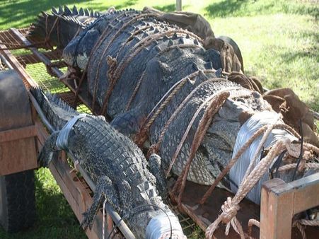 8 साल की कोशिशों के बाद 600 किलो का मगरमच्छ पकड़ में आया