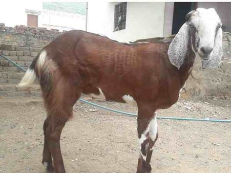 अल्लाह के नाम पर अब 5 लाख में बिकेगा हलाल होने वाला बकरा