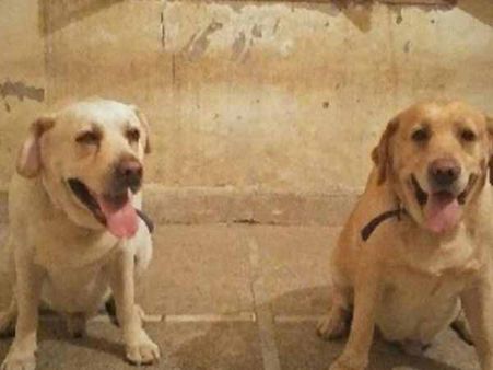 पंजाब: इन दो कुत्तों ने अपने काम से किया अधिकारियों को खुश, अब होगा प्रमोशन