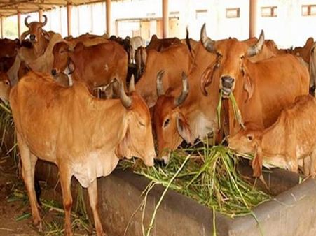 गो रक्षा के लिए अब योगी सरकार वसूलेगी 0.5 फीसदी सेस, प्रदेशभर में बनेंगे शेल्टर हाउस