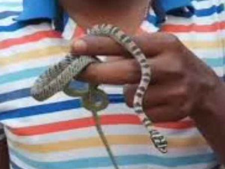 यूपी: खेल-खेल में निगल गया सांप का बच्चा, जानिए फिर क्या हुआ उसका हश्र