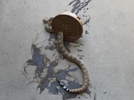 डिब्बे के ढक्कन में फंसकर 20 मिनट तक छटपटाता रहा ये जहरीला सांप, ऐसे बचाई गई जान