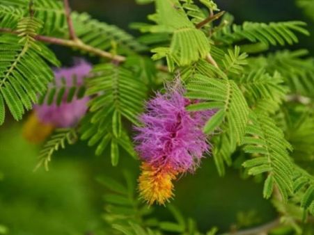 शनिदेव के प्रिय शमी की पूजा आखिर क्यों की जाती है दशहरे पर?