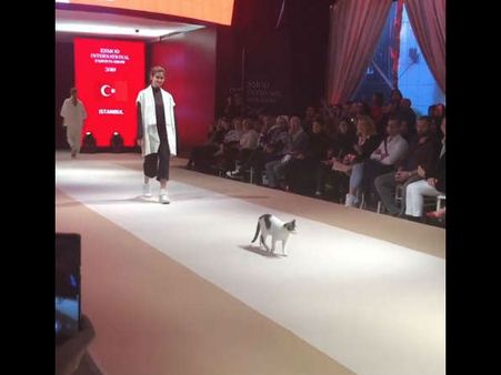 Video:फैशन शो में रैंप पर मॉडल्स के साथ बिल्ली करने लगी कैटवॉक, देखते रह गए लोग