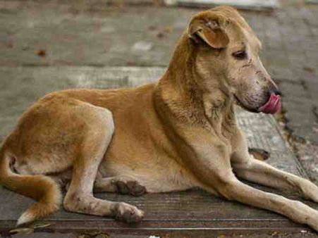 डीएम के ड्राईवर का पालतू कुत्ता मरा तो पुलिस ने दर्ज किया हत्या का मुकदमा