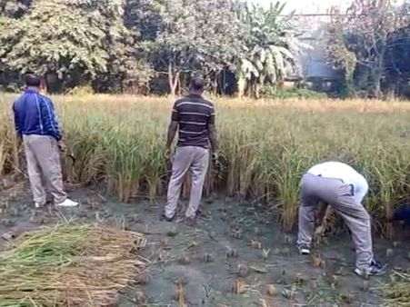 बाराबंकी: पीएसी जवानों से जबरन धान कटवा रहे है IPS अधिकारी, वीडियो वायरल