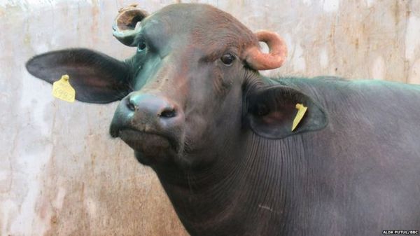 आख़िर भैंस बनाने में करोड़ों क्यों ख़र्च कर रही है सरकार?