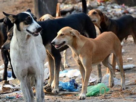 बिहार: ऑपरेशन थियेटर से मरीज के कटा पैर लेकर भाग गया आवारा कुत्ता