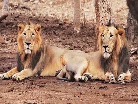 कैसे हुई गुजरात के गिर में 23 शेरों की मौत, सामने आई बड़ी वजह