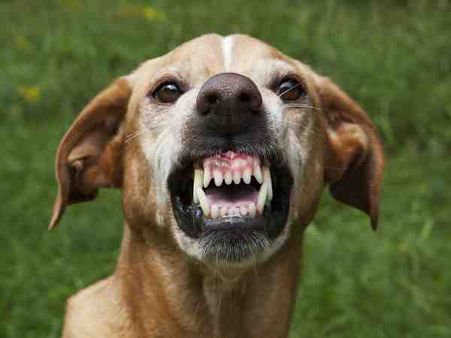 मध्य प्रदेश: कुत्ते को पीटने से रोका बौखला गया शख्स, दांतों से पूरे शरीर में काटा