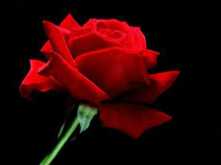 गुलाब का फूल आपके जीवन में खुशियों के रंग भर देगा