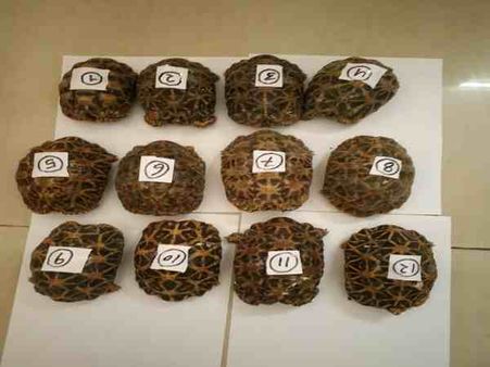 यूपी: बैग में छिपाकर दुर्लभ प्रजाति के कछुओं की हो रही थी अवैध तस्करी, वन विभाग की टीम ने मारा छापा