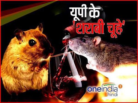 बरेली: थाने के मालखाने से 800 लीटर शराब गायब, पुलिस ने चूहे को बनाया आरोपी!