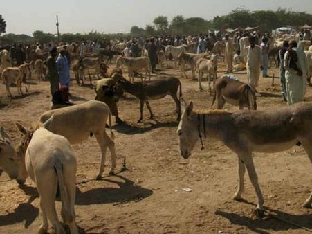 Video: गधों की आबादी के मामले में आगे निकला पाकिस्‍तान, लाहौर में सबसे ज्‍यादा गधे