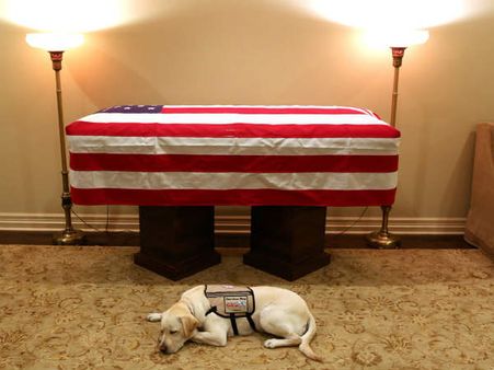 George HW Bush: पूर्व राष्‍ट्रपति के कॉफिन के सामने ही बैठा है उनका सर्विस डॉग सुले, आपको भी इमोशनल कर देगी यह तस्‍वीर