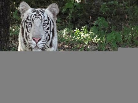 छत्तीसगढ़: चिड़ियाघर में जहरीले सांप ने सफेद बाघ को डसा, पोस्टमार्टम में हुआ चौंकाने वाला खुलासा