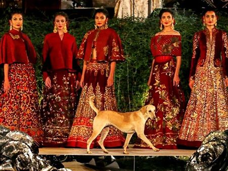 जब खूबसूरत मॉडलों की रैंप वॉक के बीच अचानक आ गया कुत्ता, फिर क्या हुआ देखिए VIDEO