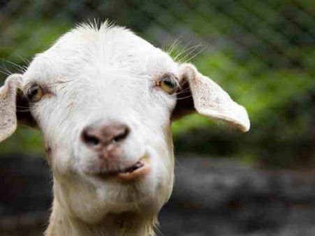 मुंबई: बकरी बांधने को लेकर हुए झगड़े में 7 साल के बच्चे को जिंदा जलाया