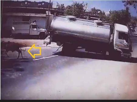 गाय को बचाने के लिए ट्रक ड्राइवर ने जूनागढ़ में किया जोरदार स्टंट, वायरल हुआ वीडियो