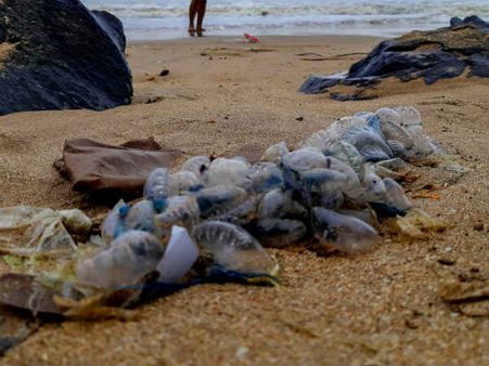 ऑस्‍ट्रेलिया में 2600 लोगों पर जेलीफिश का हमला, क्‍वींसलैंड के बीच बंद