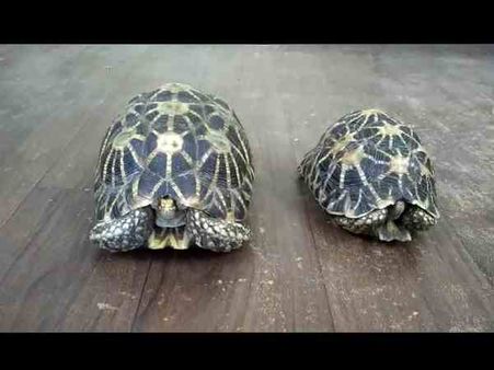 क्राइम ब्रांच को एक घर में मिले दुर्लभ प्रजाति के कीमती जीव, मालिक गिरफ्तार