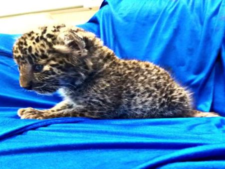 VIDEO: बैग में तेंदुए का शावक छुपाकर ले जा रहा था यात्री, अधिकारियों ने धर दबोचा