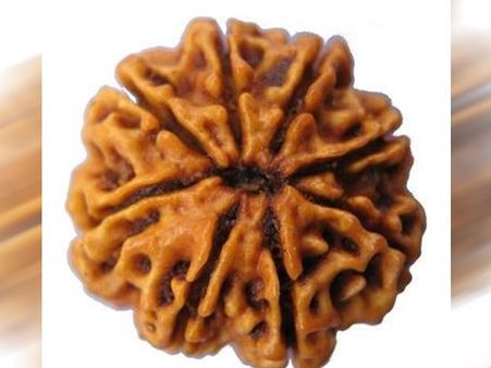 आठमुखी रूद्राक्ष की विशेषता व धारण करने की विधि