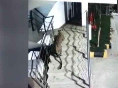 ठाणे के मॉल में घूमता दिखा तेंदुआ हुआ CCTV में कैद, देखें तस्वीरें