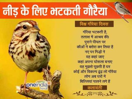 World Sparrow Day 2019: आपके आंगन से कहां गुम हो गई गौरैया ?