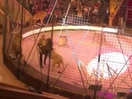 VIDEO: सर्कस में शो के बीच शेर ने ट्रेनर पर किया जानलेवा हमला, थम गई दर्शकों की सांसें