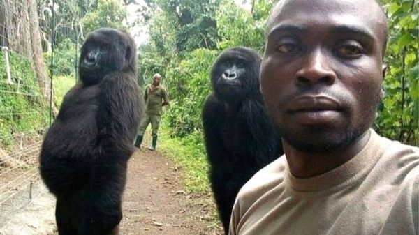 गोरिल्लों की वायरल सेल्फ़ी की पूरी कहानी