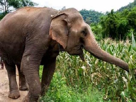 खुले में शौच कर रहा था शख्स, अचानक आया हाथी और सूंड़ में लपेटकर 50 मीटर दूर पटका