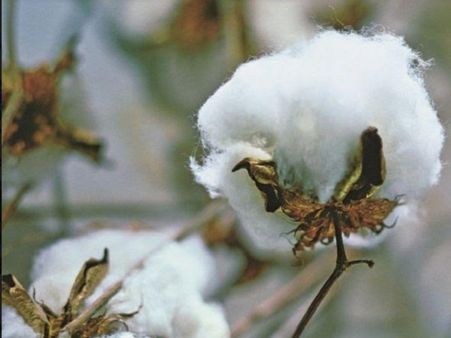 पाकिस्तान में कपास पर मचा कोहराम, इमरान खान पर भारत से मदद मांगने का भारी दबाव, 2 लाख करोड़ नुकसान की आशंका