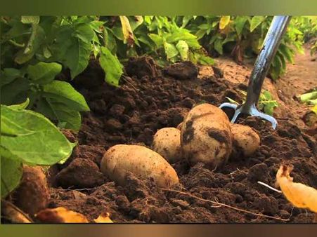 अमेरिकन कंपनी पेप्सिको ने गुजरात के 3 किसानों के खिलाफ ठोका दावा- नहीं बेच सकते आलू, हमारा पेटेंट है