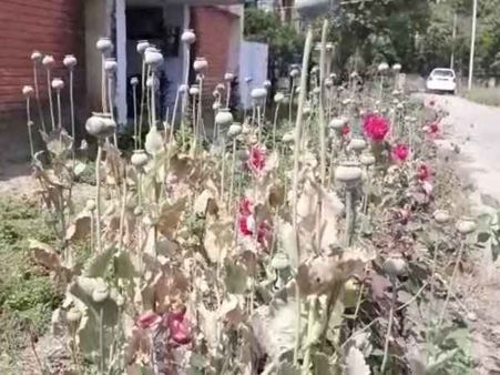 एसडीएम ऑफिस में हो रही अफीम की खेती, हुआ खुलासा तो प्रशासन ने आनन-फानन में कराया नष्ट