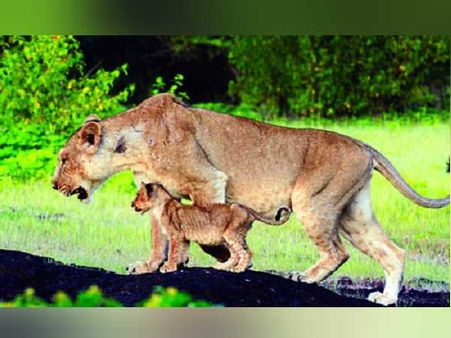 गुजरात के शेरों की दूसरे राज्यों में मांग बढ़ी, बदले में दूसरे जानवर देने को तैयार हैं दुनिया के कई देश