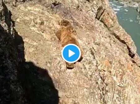 लोगों के पथराव की वजह से पहाड़ से फिसलकर नदी में गिरा भालू, VIDEO वायरल