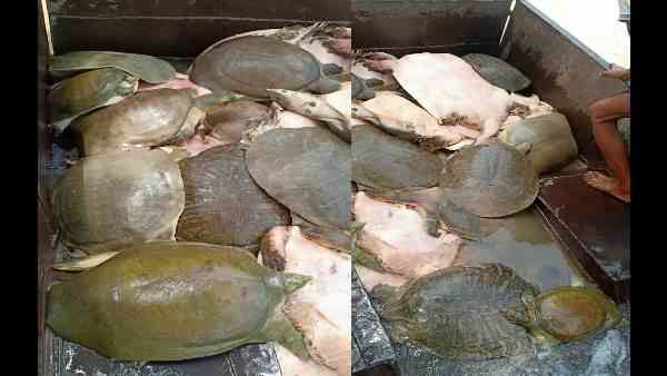 15 लाख के इस जलीय जीव के साथ पकड़ा गया तस्कर, इससे बने एक लीटर तेल की कीमत है 10 हजार