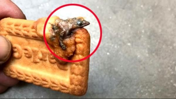 मुजफ्फरनगर: पारले-जी बिस्किट में निकली छिपकली, खाने से बच्ची की तबीयत बिगड़ी