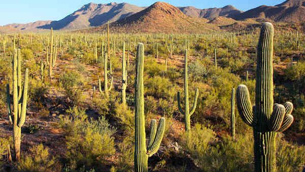 एरिजोना के रेगिस्‍तान में मिली छह साल की भारतीय बच्‍ची गुरप्रीत की लाश, मां गई थी पानी तलाशने