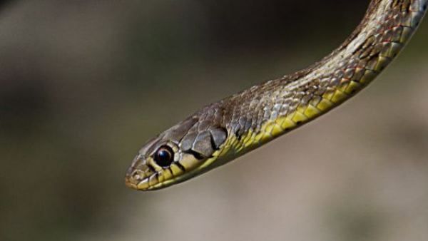 फ्लोरिडा से हवाई तक शख्स के बैग में चला आया सांप, मालूम हुआ हवाई का कानून तो बुरा फंसा