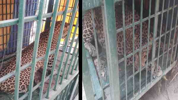 आदमखोर तेंदुआ को देखकर गांववालों के उड़ गए होश, 6 घंटे बाद हुआ पिंजरे में कैद